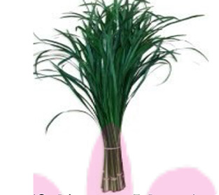 オフィオポゴン ジャブラン