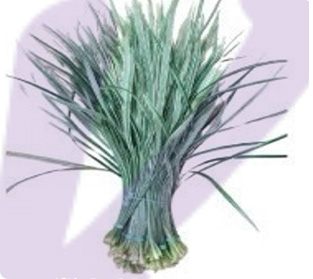 シーボルト ロッド