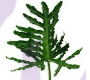 カリカ パパイヤ