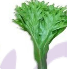 プラティセリウム ビフルカタム