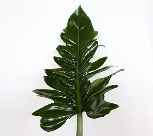 フィロデンドロン キャラメル マーブル グリーン