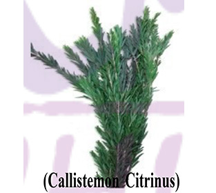 カリステモン シトリナス