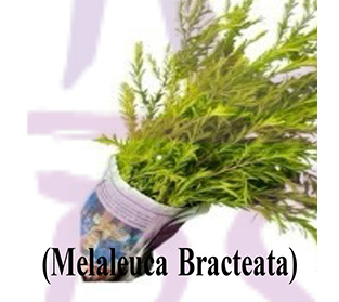 メラレウカ ブラクテアタ