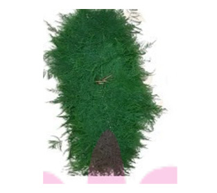 クラウゼナ ヘプタフィラ