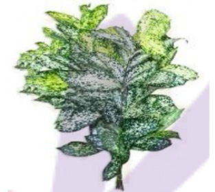 フィリピン バンブー