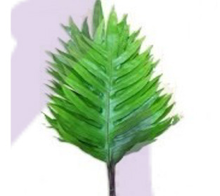 フィマトソルス グロッサス