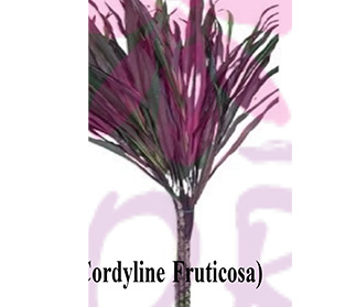 コーディーラインフルティコサ