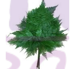 ダバリア フェジェンシス