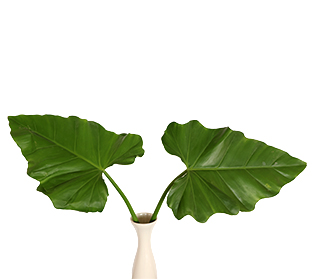 グリーンエメラルド