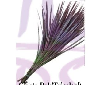 ドラセナ シンクタ バクー トリコロール