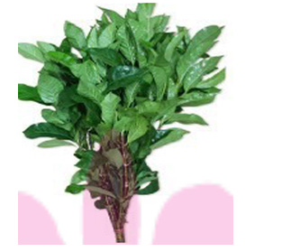 クチナシ ジャスミノイデス