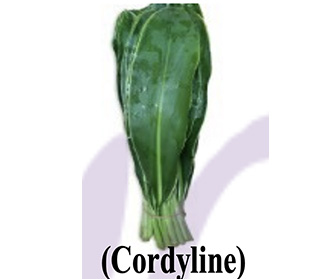 コーディーライン