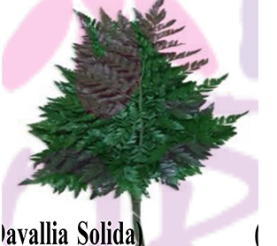 ダヴァリア ソリダ