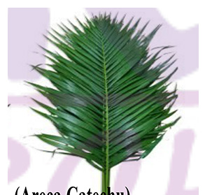 アレカ カテチュウ