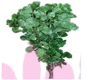 ポリシアス ギフォレイ