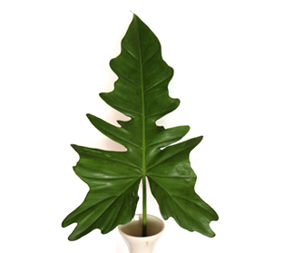 フィロデンドロン