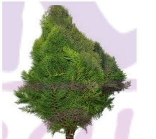 コノテガシワ オリエンタル