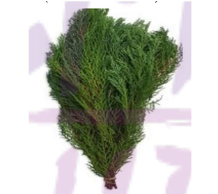 ケシヤマツロイヤル