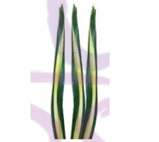 パンダナス サンデリ サンダー