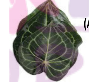 アンスリウム クラロメルビウム