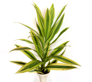 ソングオブインディア