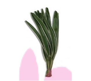 フラックスリリー