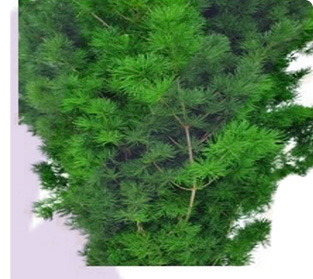 アスパラガス ファン