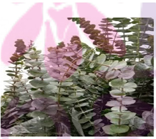 ユーカリべビーブルー