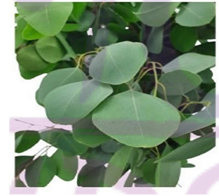 ユーカリ ポリアンセモス