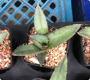 チタノタコンパクトボールイタリー