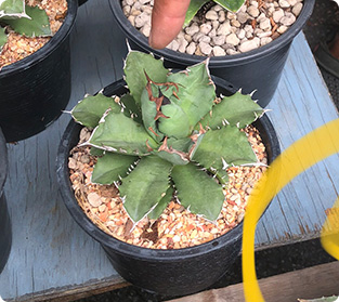 チタノタNo1コンパクト