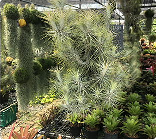 エアープランツ