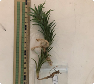 ティランジア アラウジエイ