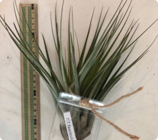 ティランジア ファスシクラタ類