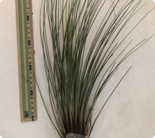 ティランジア ハメリ