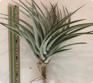 ティランジア ハリーシー類