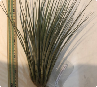 ティランジア ジュンセア類