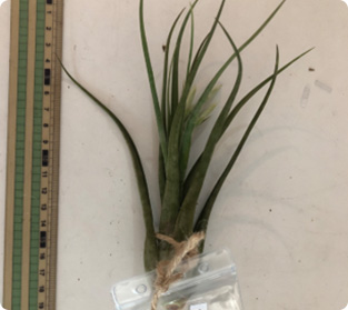 ティランジア パウシフｵリ類