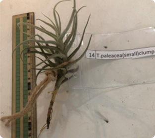 ティランジア パレアシア