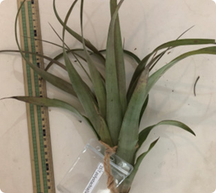 ティランジア ポリスタチア