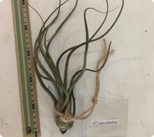 ティランジア セウドバイレイ