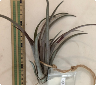 ティランジア スチャズリー