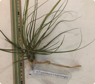 ティランジア スチエデアン