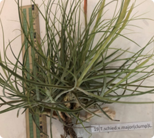 ティランジア スチッド類