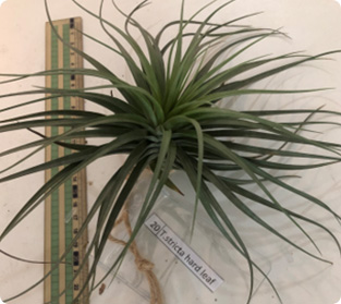 ティランジア ハードリーフ