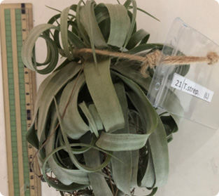 ティランジア ストレップ