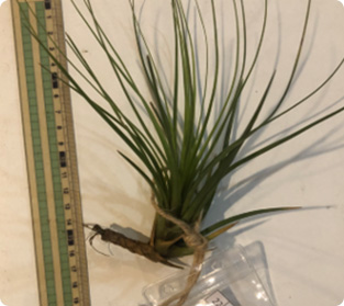 ティランジア トリコロール類