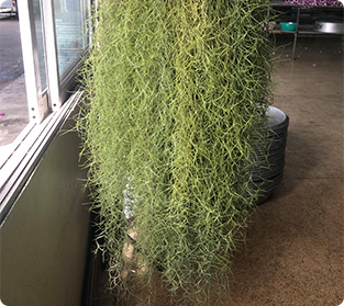 ティランジア ウスネオイデス