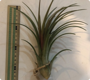 ティランジア べルティナ