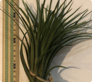 ティランジア ビクトリア